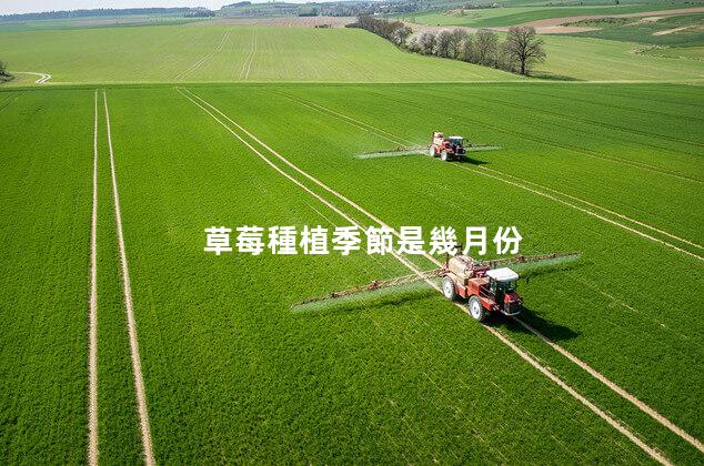 草莓種植季節是幾月份 草莓種子的種植方法